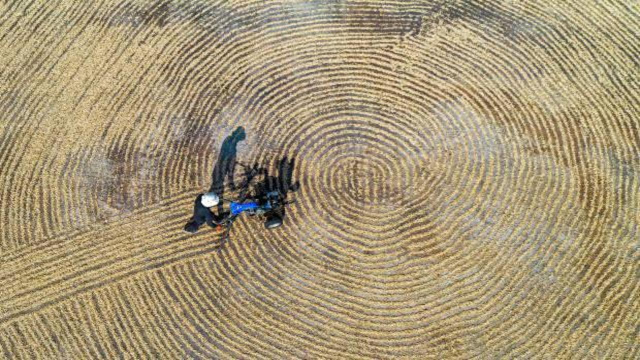 Antep fıstığında 
