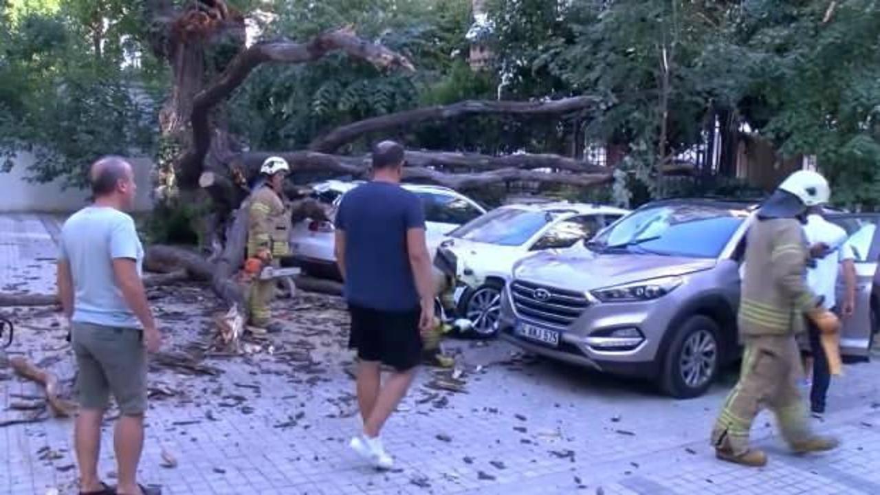 Araçların üstüne devrilen ağaç 41 daireyi icralık yaptı! 262 bin lira isteniyor