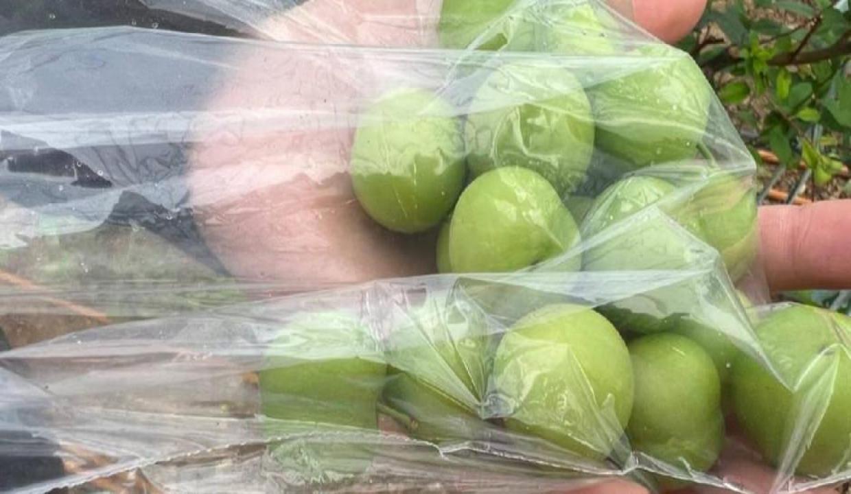 Arap şeyhlerine kilosu 2 bin liradan erik