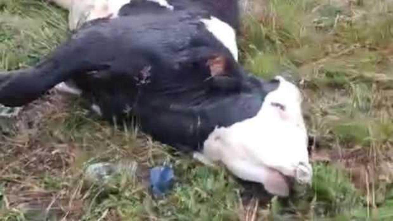 Ardahan’da meraya yıldırım düştü, 5 büyükbaş öldü