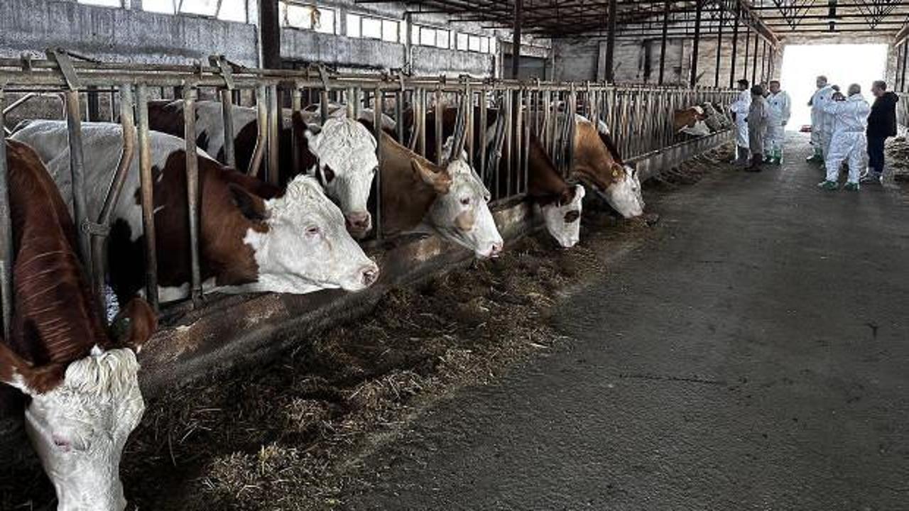 Ardahan'da şap tehlikesi!