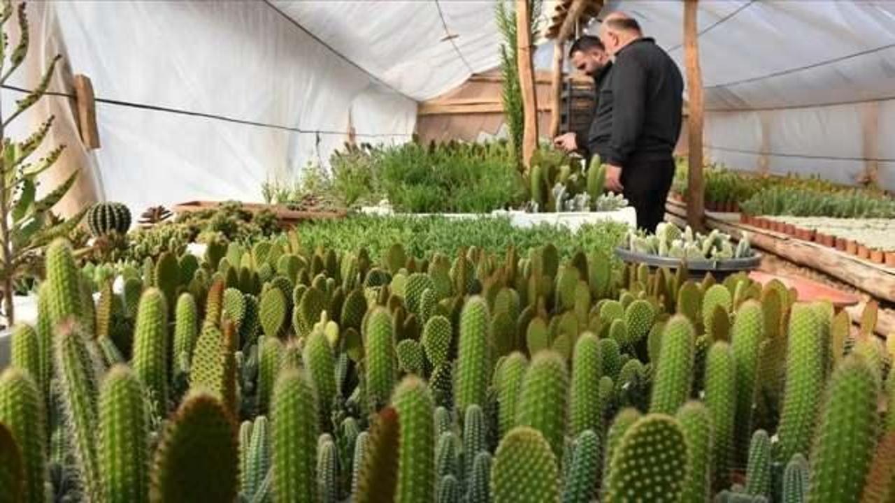 Arkadaşından etkilenerek kaktüs yetiştiriciliğine başladı, üç sera kurdu!