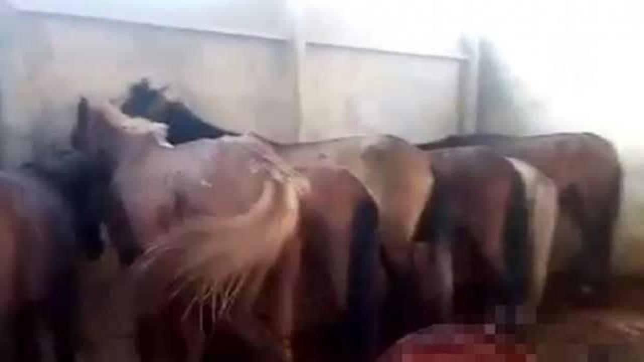 At ve eşek kesimine 1 tutuklama