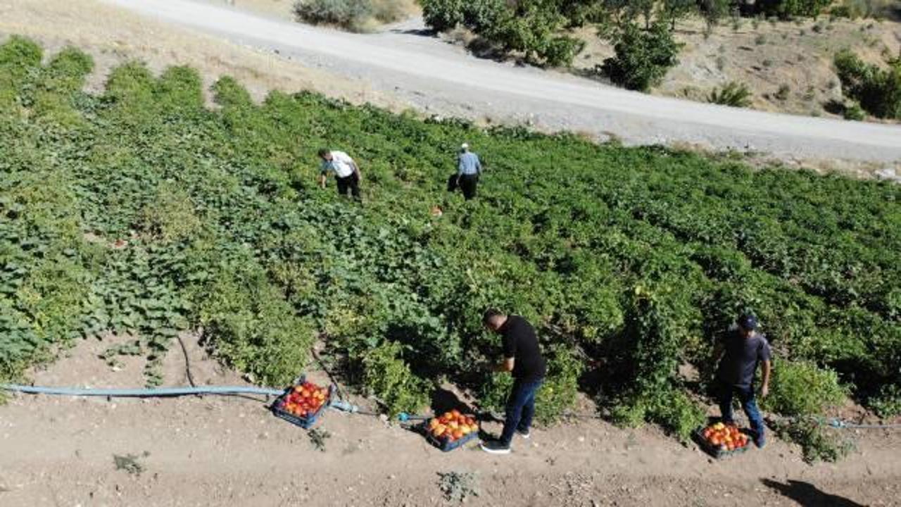 At ve katırlarla domates hasadı