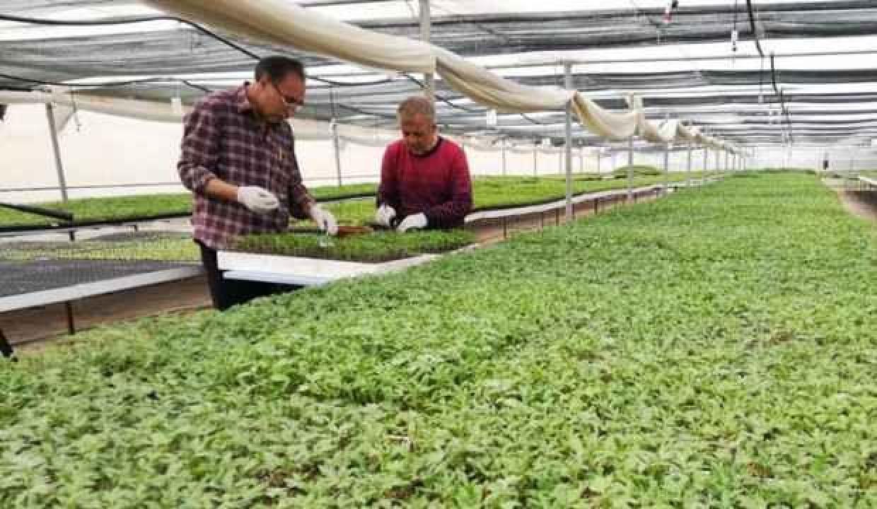 Ata tohumundan üretilen fideye yoğun talep