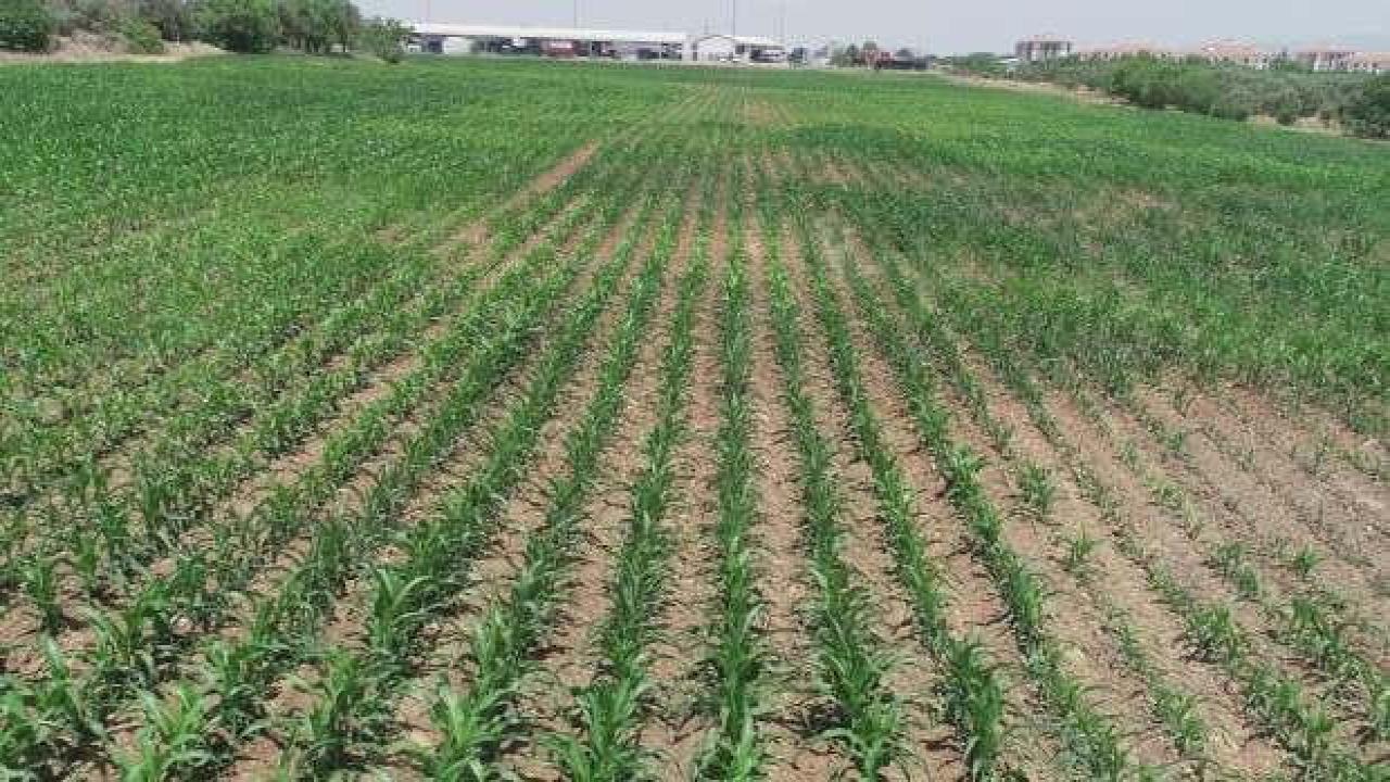 Atıl alanlar üretime kazandırıldı, çiftçiye yem desteği oldu