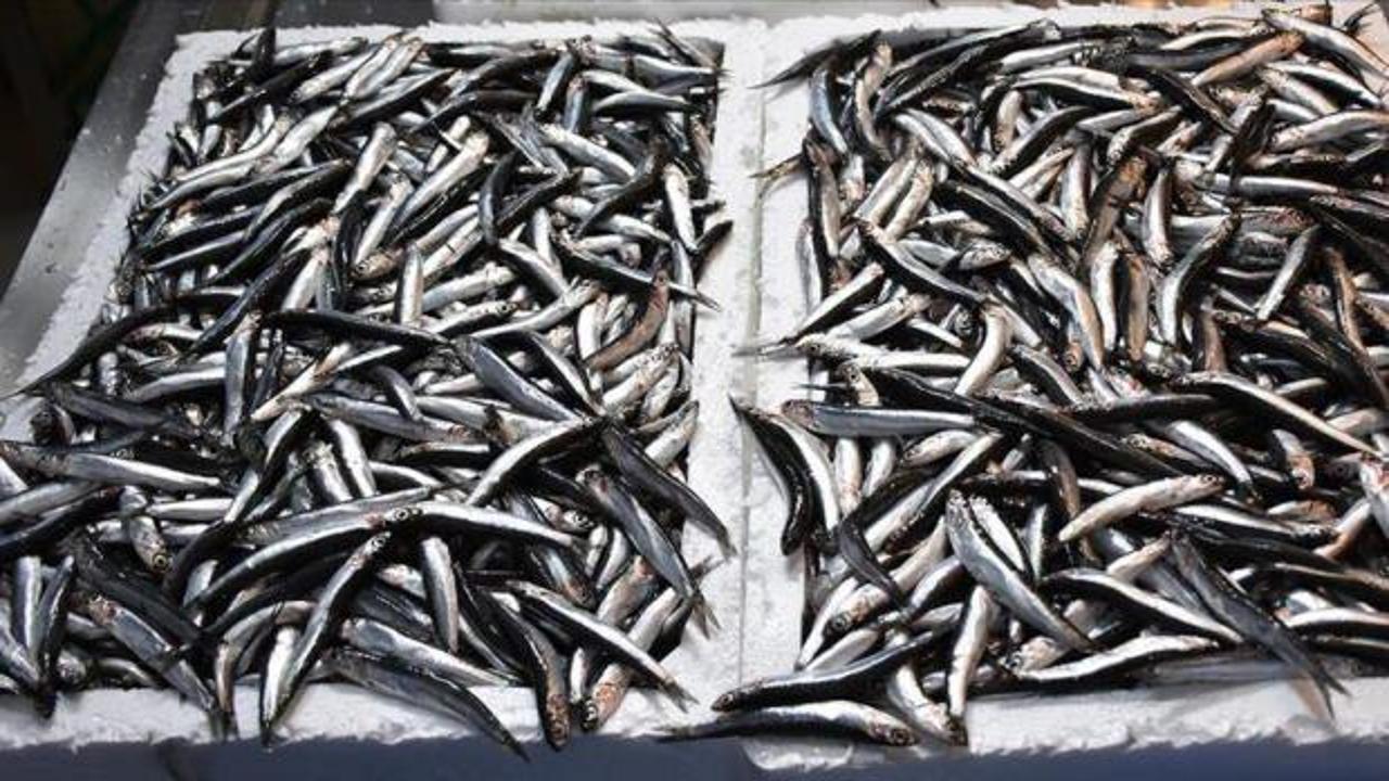 Av sezonunda hamsi ihracatındaki gelir 9 milyon doları aştı