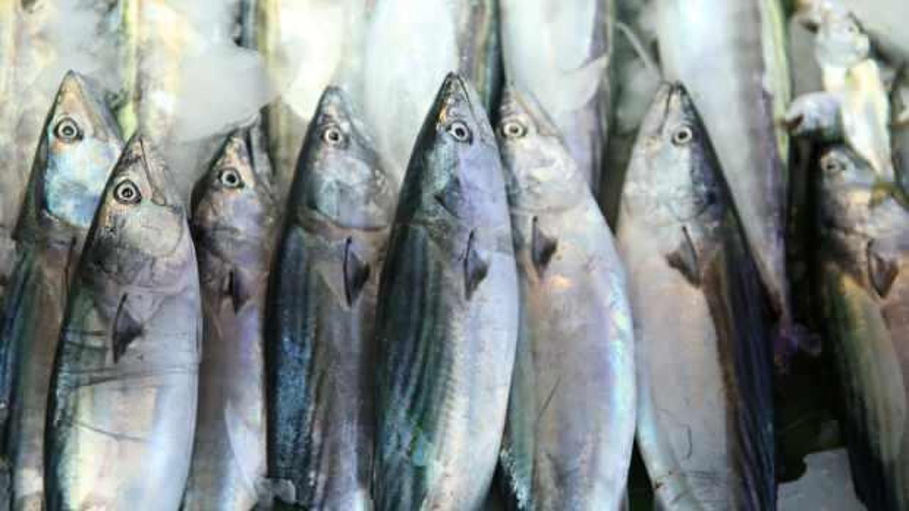 Av yasağının sona ermesiyle Ordu'da balıkçı tezgahları şenlendi