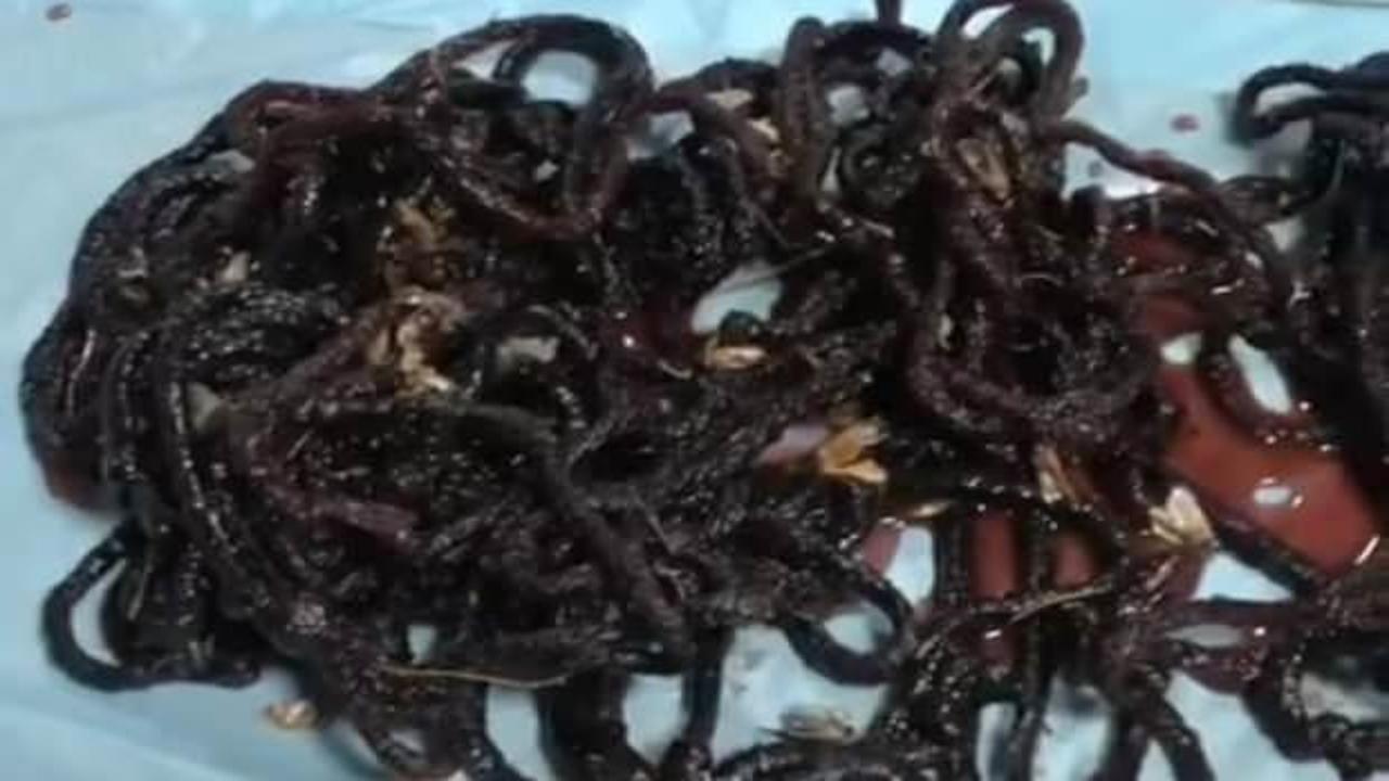 Avladığına bin pişman oldu: 380 bin TL ceza kesildi!
