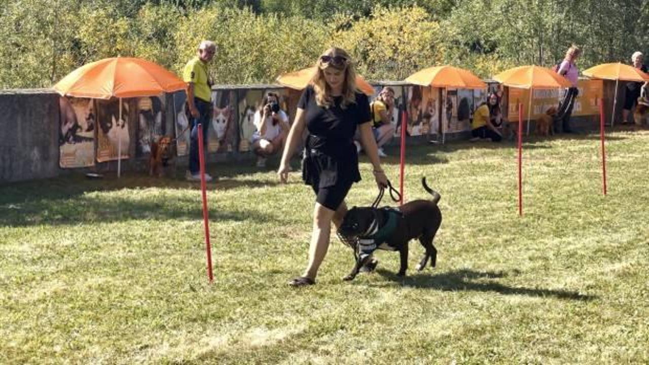 Avrupa'nın önde gelen ülkesi, sahipsiz köpeklerin tamamını barınaklarda topluyor