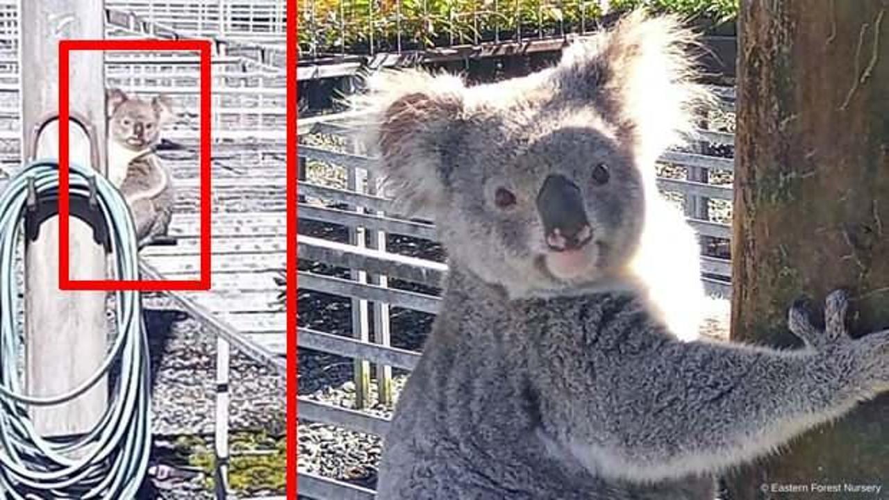 Avustralya'nın aradığı hırsız, koala çıktı