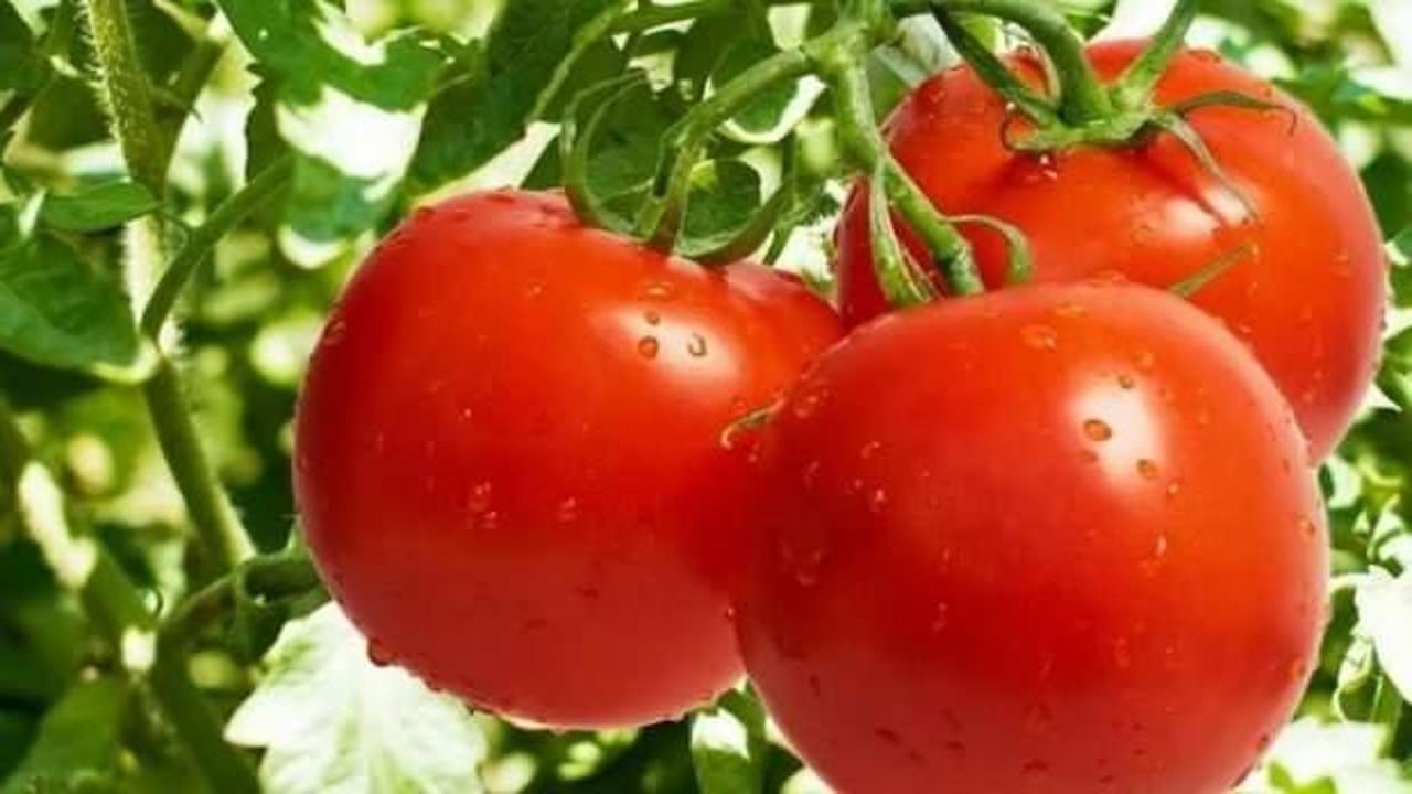 Ayaş domatesi, AB tescili için son aşamada