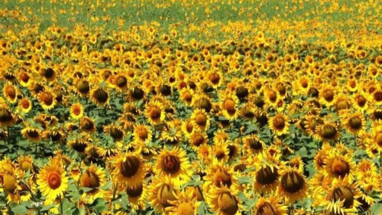 Ayçiçeği ön alım fiyatı açıklandı