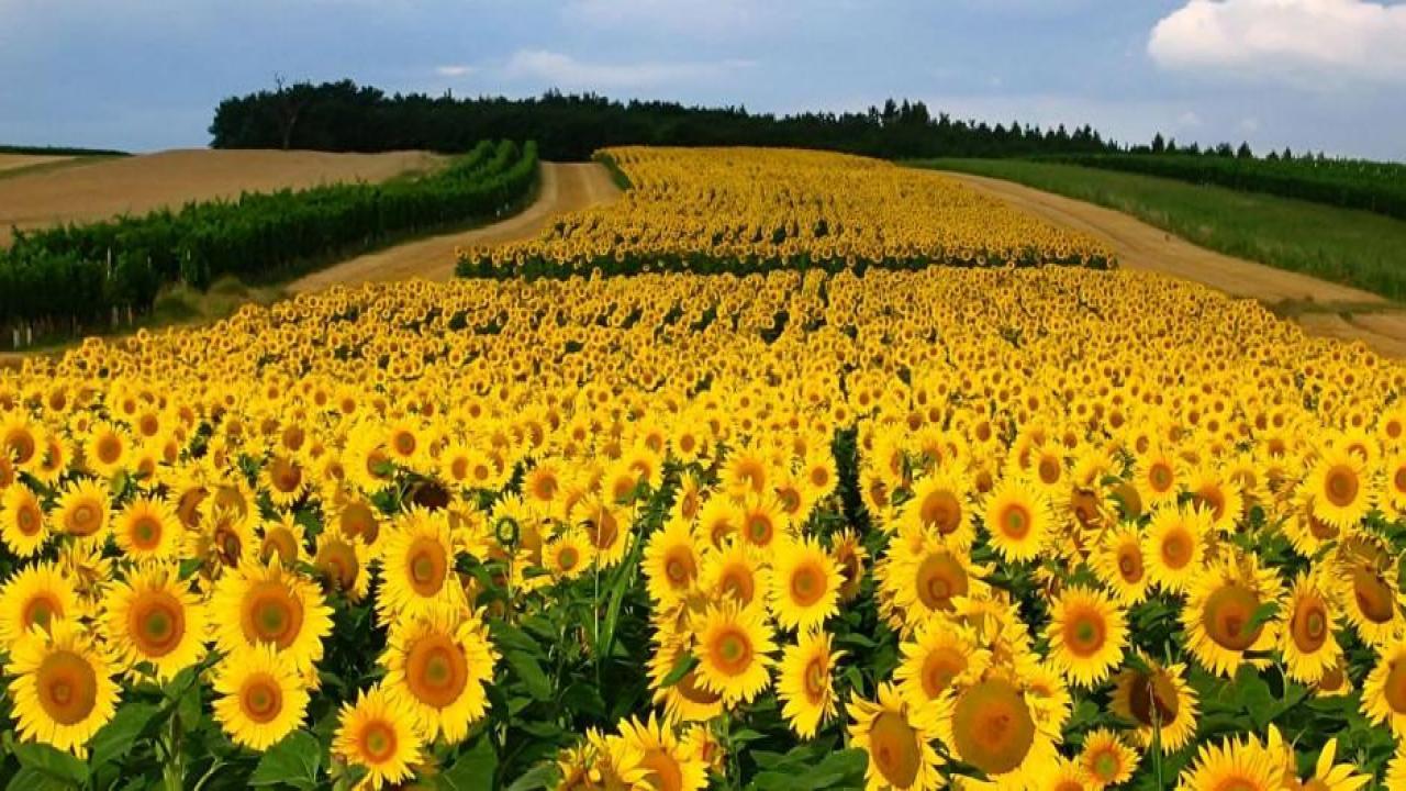 Ayçiçeği seferberliği: Çiftçiye dev tohum ve gübre desteği