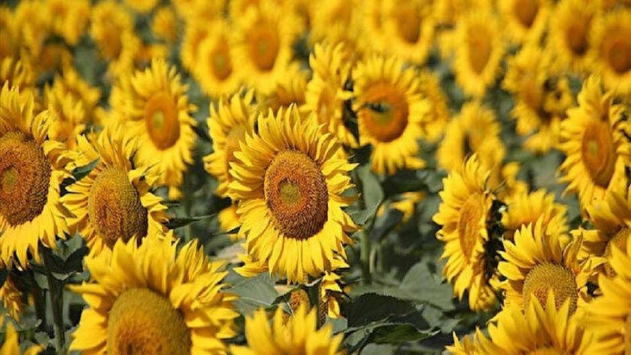 Ayçiçeğinde kriz yılı: Türkiye hamlesini yaptı