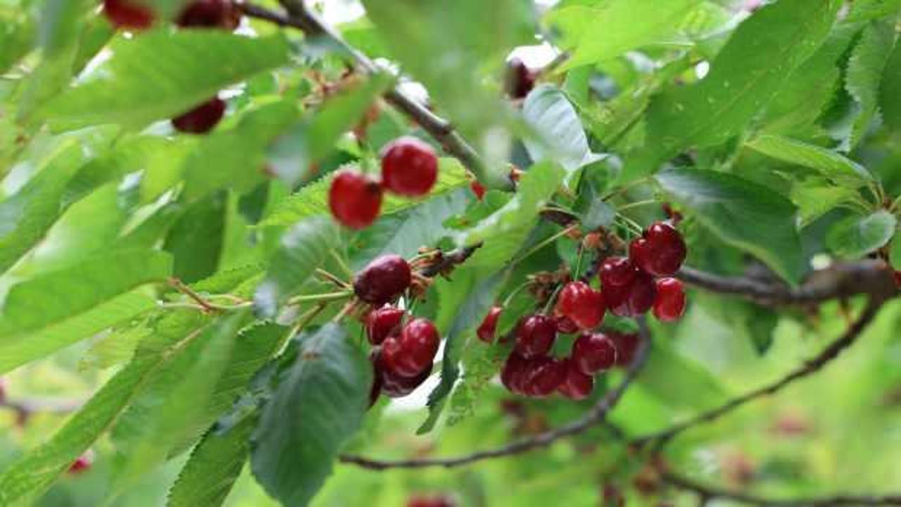 Aydın Dağları’nda erkenci kirazda hasat başladı