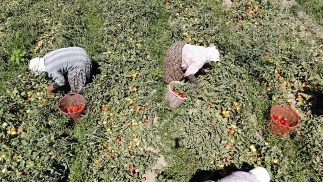 Aydın'da domates hasadı sürüyor