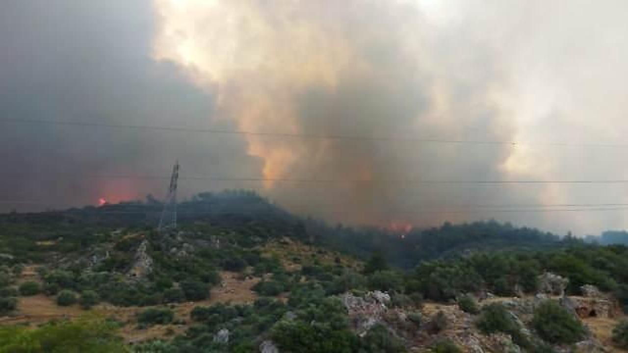 Aydın'da orman yangını: Havadan ve karadan müdahale!