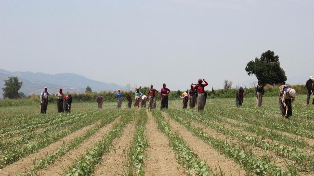 Aydın’da pamuk çapalama yevmiyeleri belirlendi