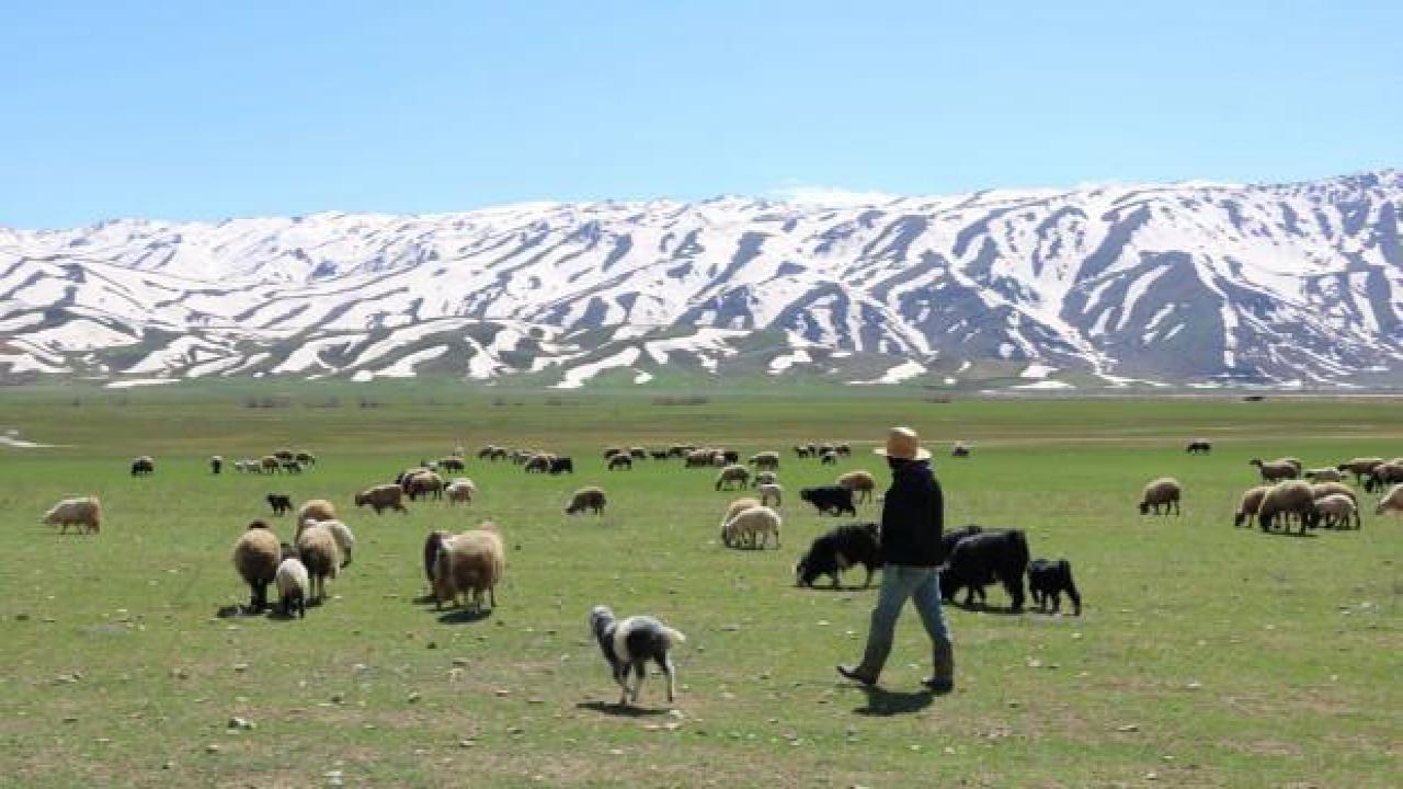 Aylık 7 bin liraya çoban bulamadılar, nöbet sistemine geçtiler