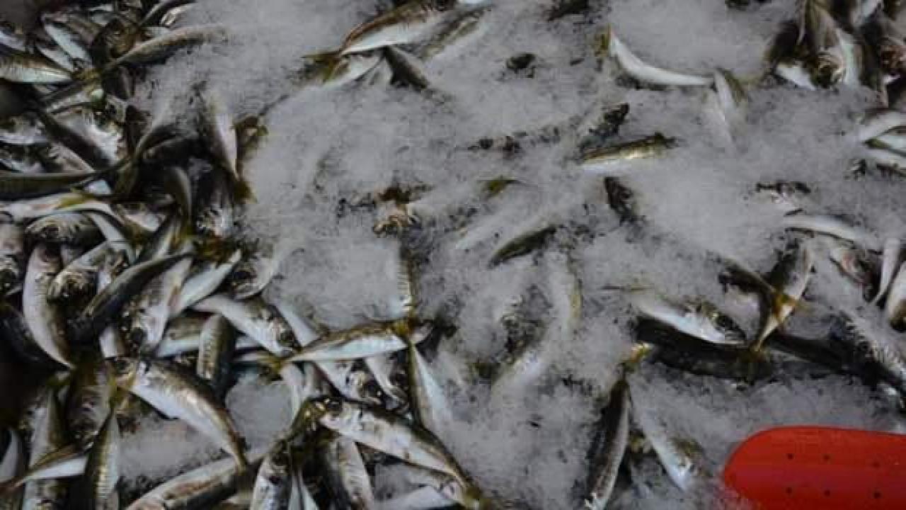 Az miktarda avlanan istavrit 40 TL’den satışta