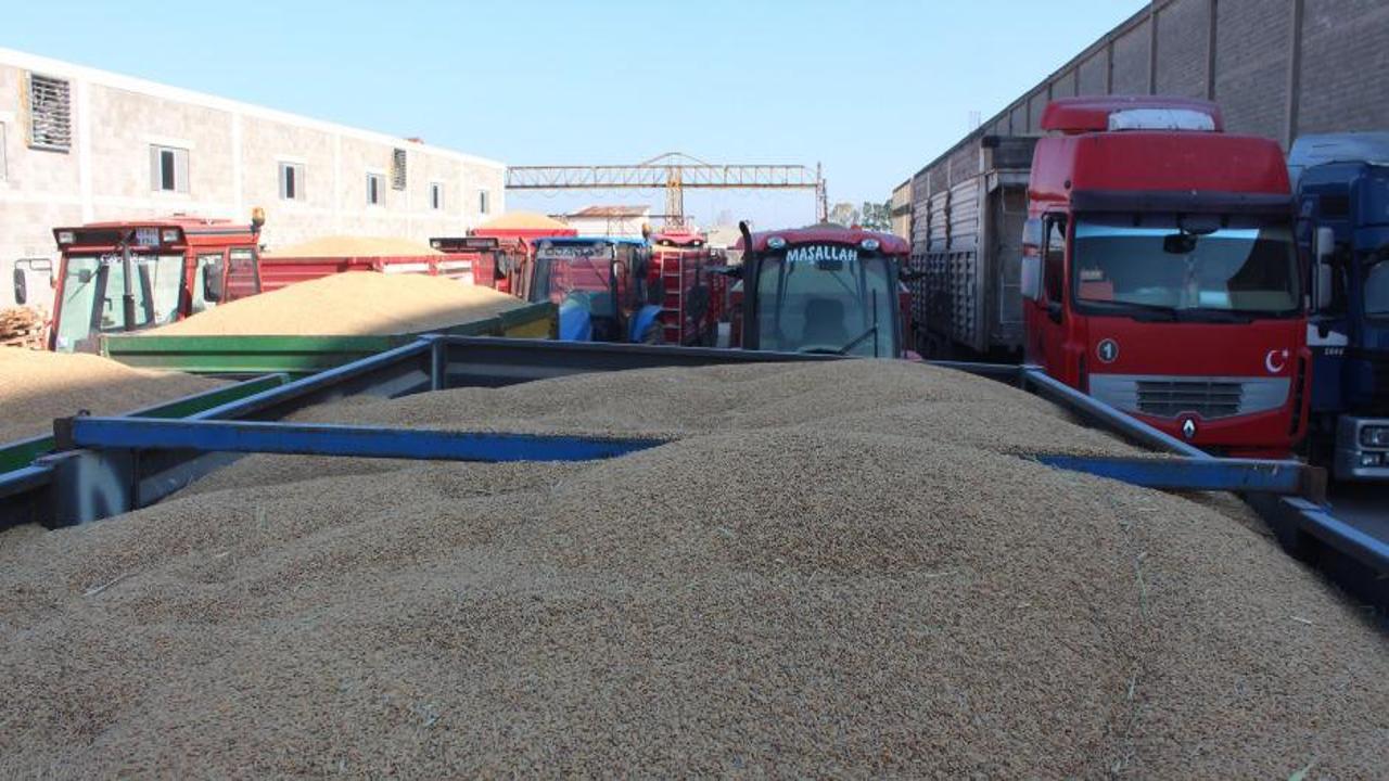 Bafra Ovası'nda hasat edilen çeltiğin alım işlemleri sürüyor