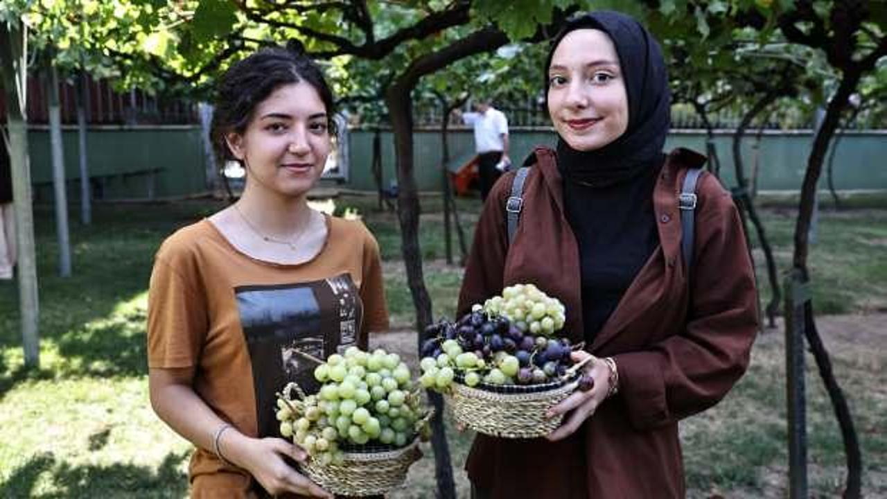 Bağcılar’da bağ bozumu zamanı