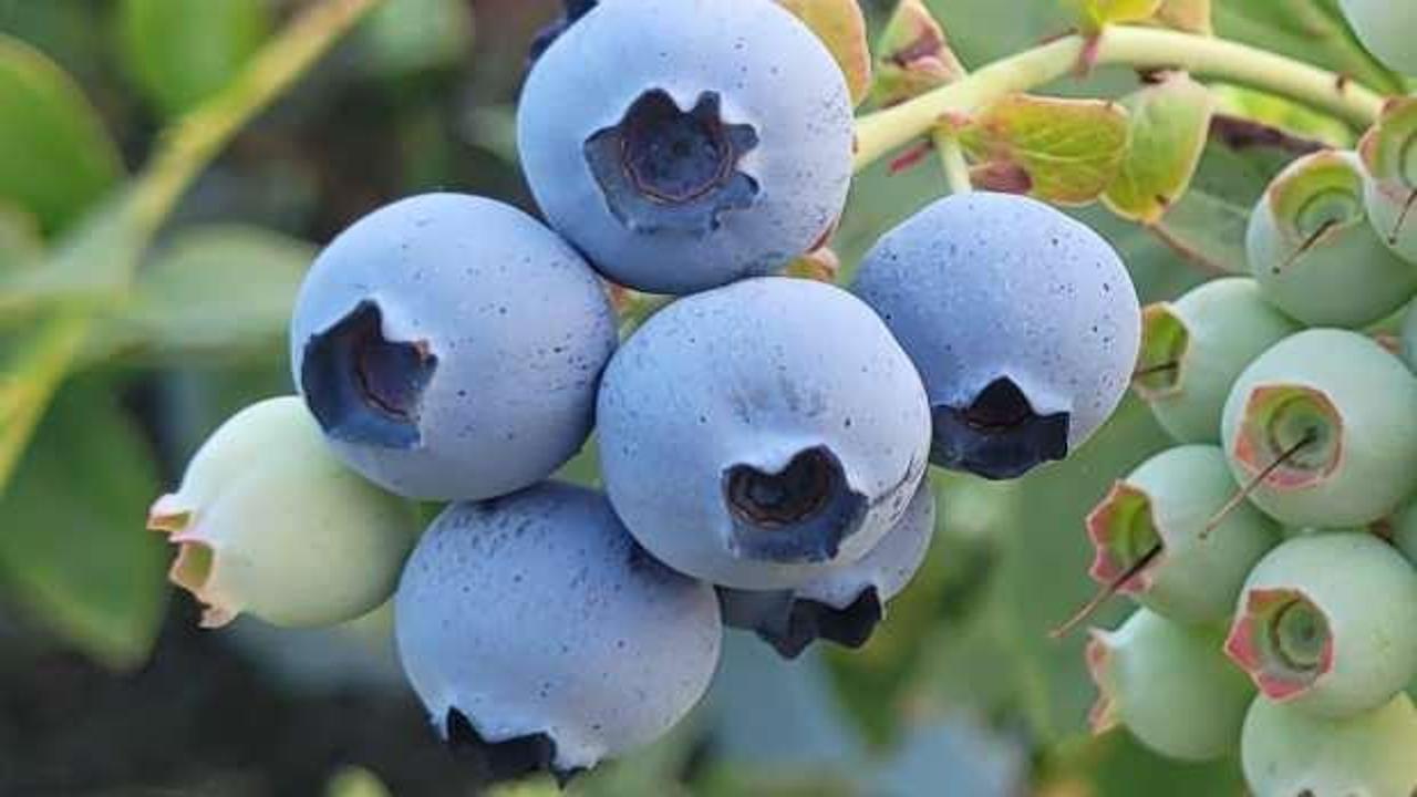 Bağışıklık sisteminizin yeni kahramanı: Yaban Mersini! Mavi safirin etkileri...