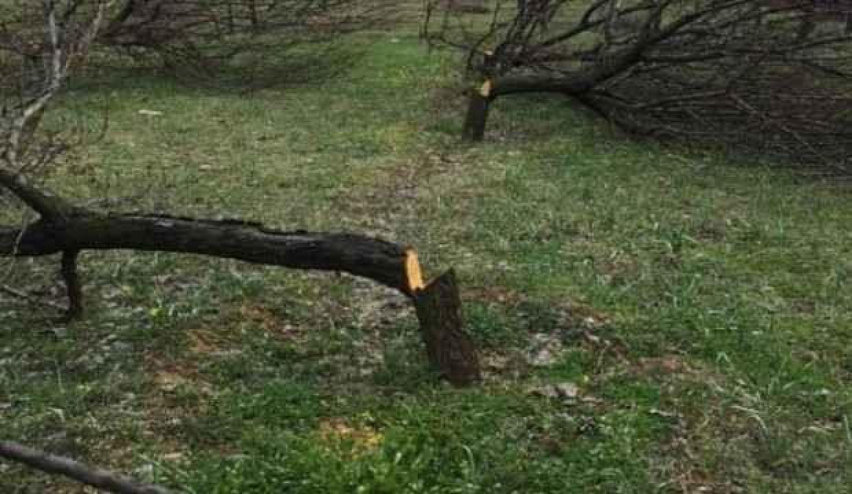 Bahçesindeki 30 ağaç kimliği belirsiz kişilerce kesildi