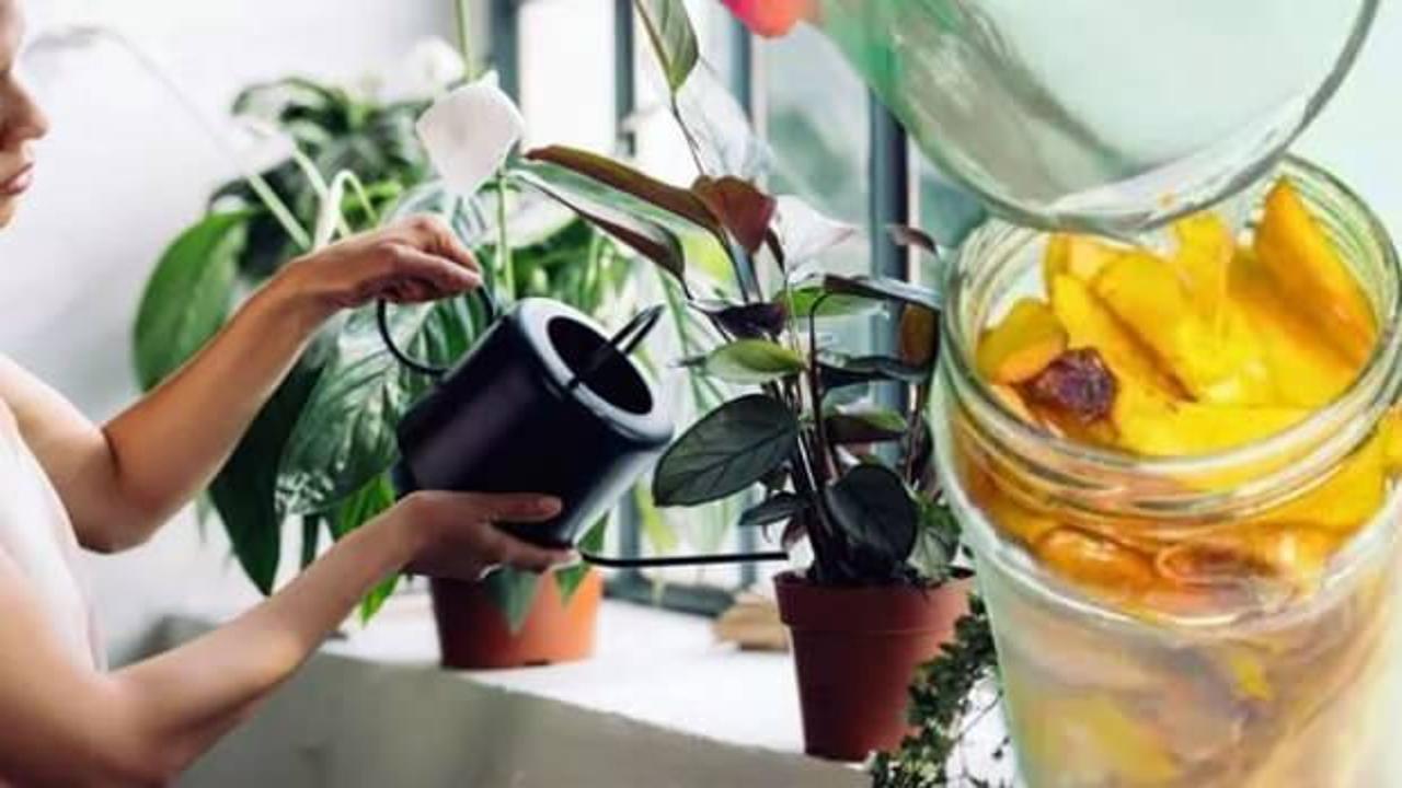 Bahçıvanların yeni sırrı: Barış çiçeği için muz kabuğu çayı!