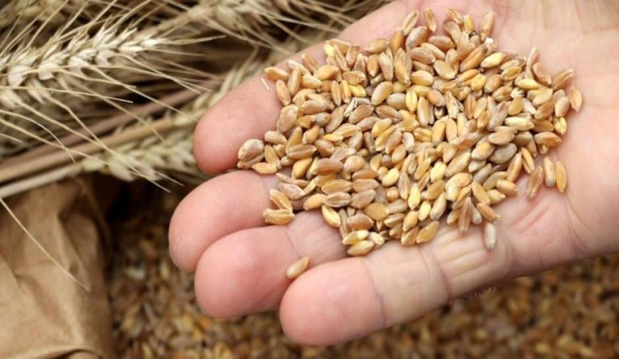 Bakan Kirişci'den ithal tohum açıklaması