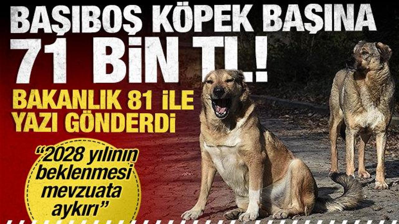 Bakanlık valiliklere yazı gönderdi: Sahipsiz köpek başına 71 bin TL!