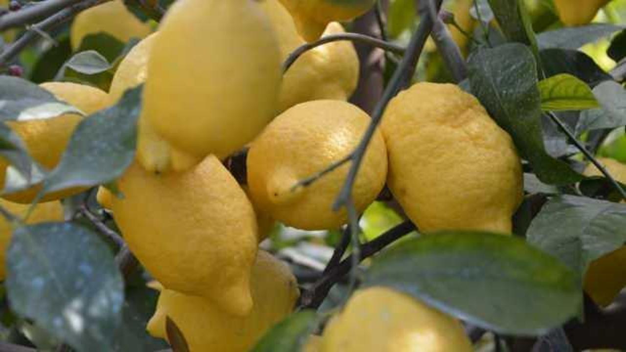 Bakanlıktan limon kararı! İhracatı durduruldu