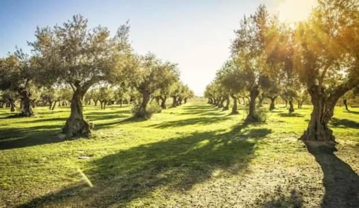Bakanlıktan 'Zeytinliklerden sonra sit alanları da ranta açılıyor' haberlerine yalanlama