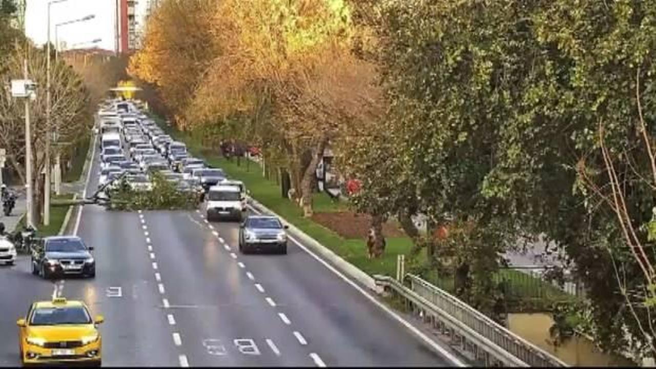 Bakırköy sahil yolunda ağaç yola devrildi