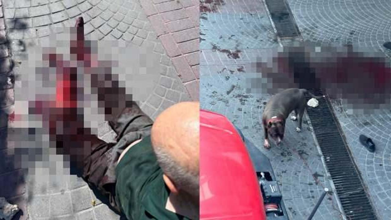 Bakırköy'de başıboş köpek dehşeti! Sokak kan gölüne döndü