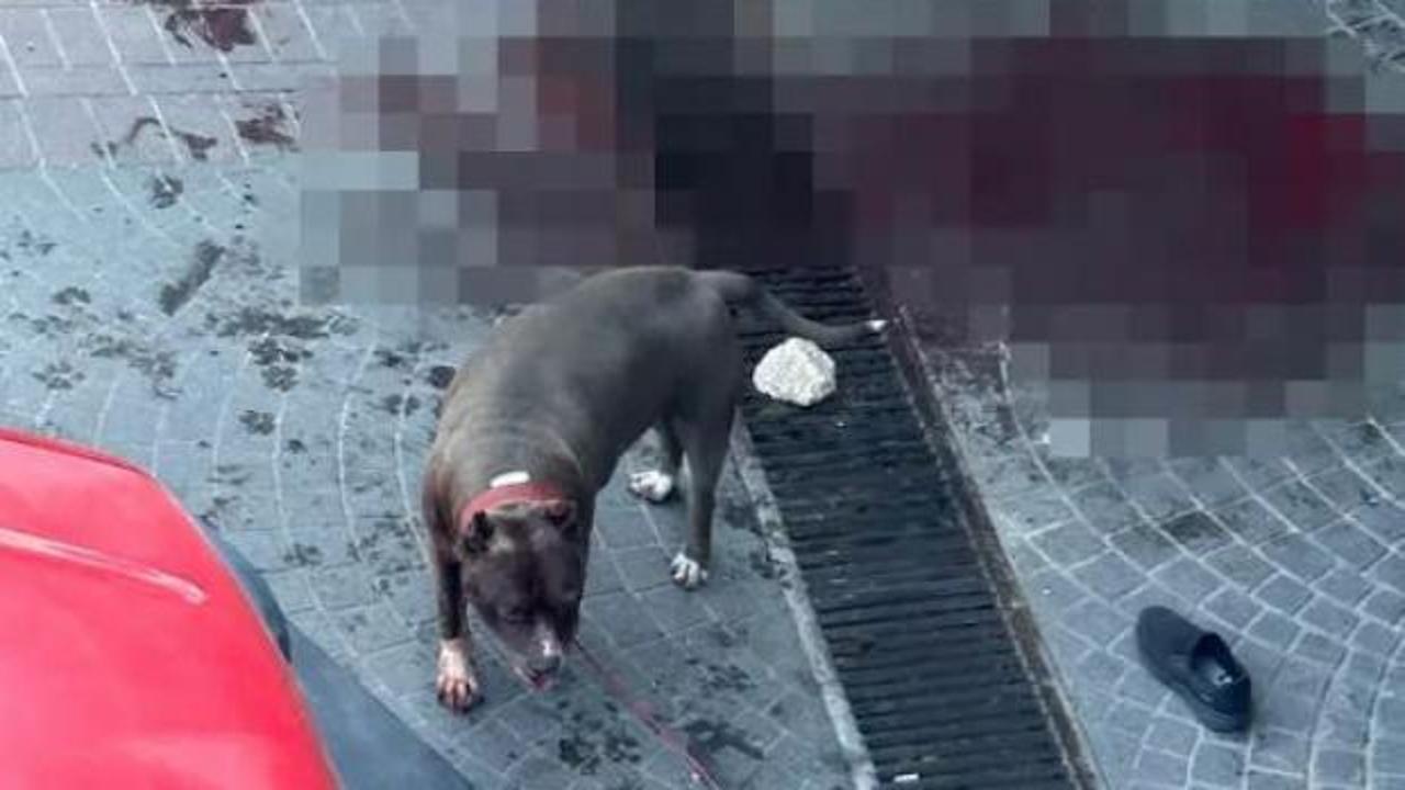 Bakırköy'deki Pitbull saldırısı: Sahipleri yakalandı ve ceza kesildi