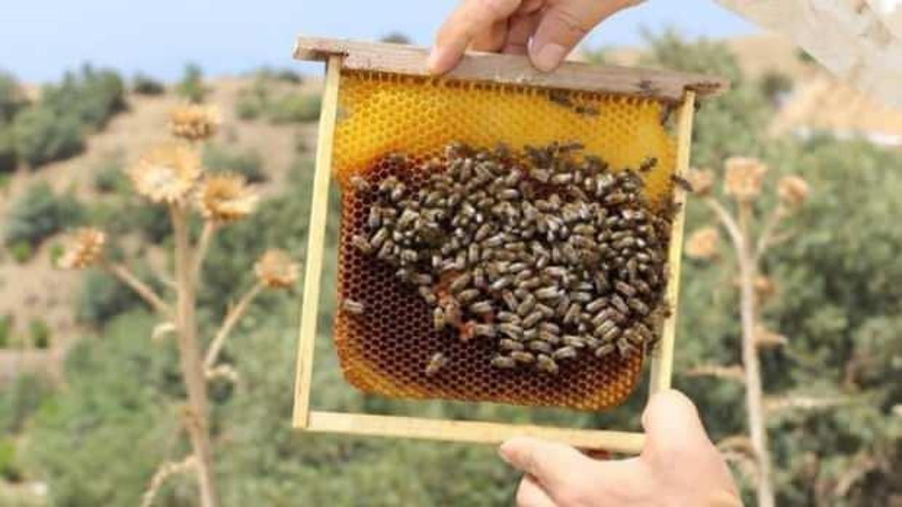 Bal üretimi artıyor! Türkiye'deki bal ormanı sayısı 752'ye ulaştı!