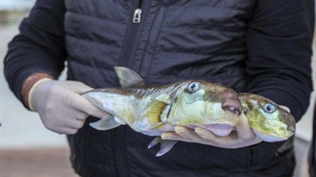 Balon balığı balıkçılara 218 bin lira kazandırdı