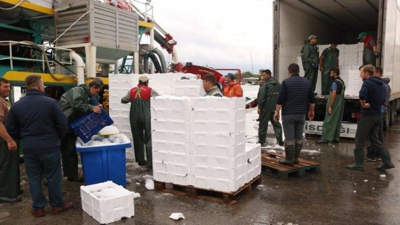 Bandırma Su Ürünleri Hali'nden çevre illere 4 bin kasa palamut gönderildi