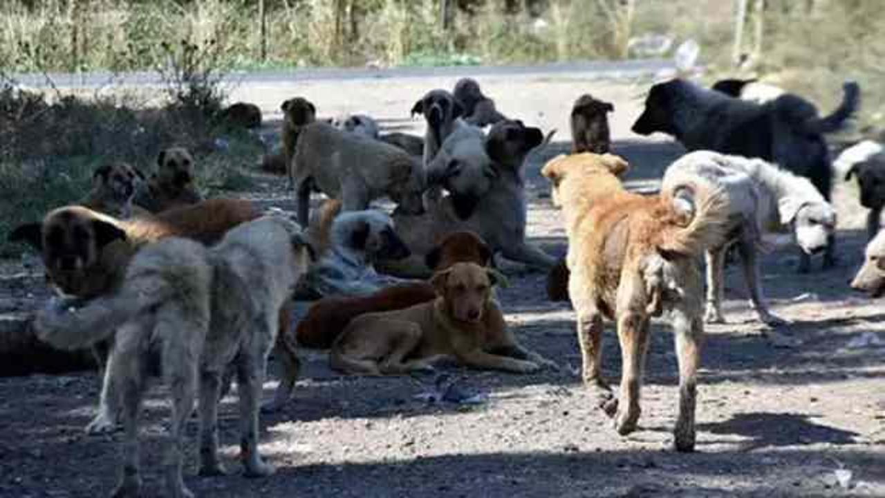 Başıboş köpek sorunu için bir öneri daha! 