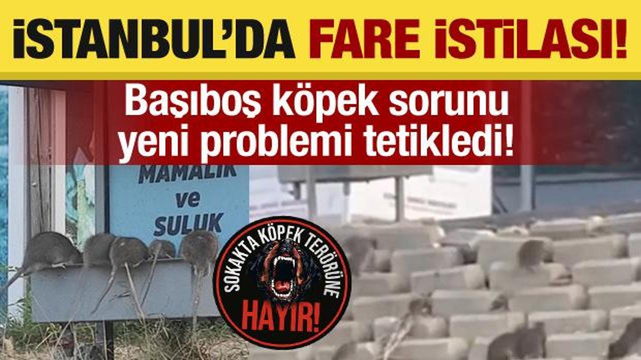 Başıboş köpek sorunu yeni problemi tetikledi! İstanbul’da fare istilası