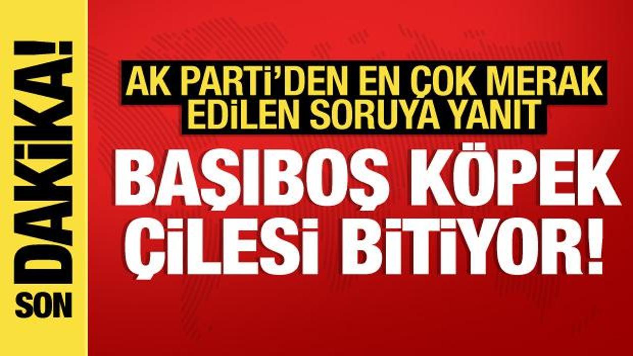 Başıboş köpek tasarısı ne zaman Meclis'te olacak? AK Parti'den açıklama!