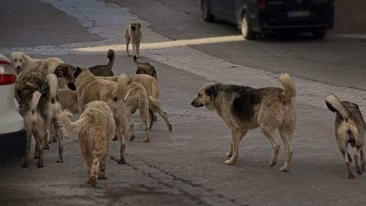 Başıboş köpekler için harekete geçildi! 'Avrupa' çözümü geliyor
