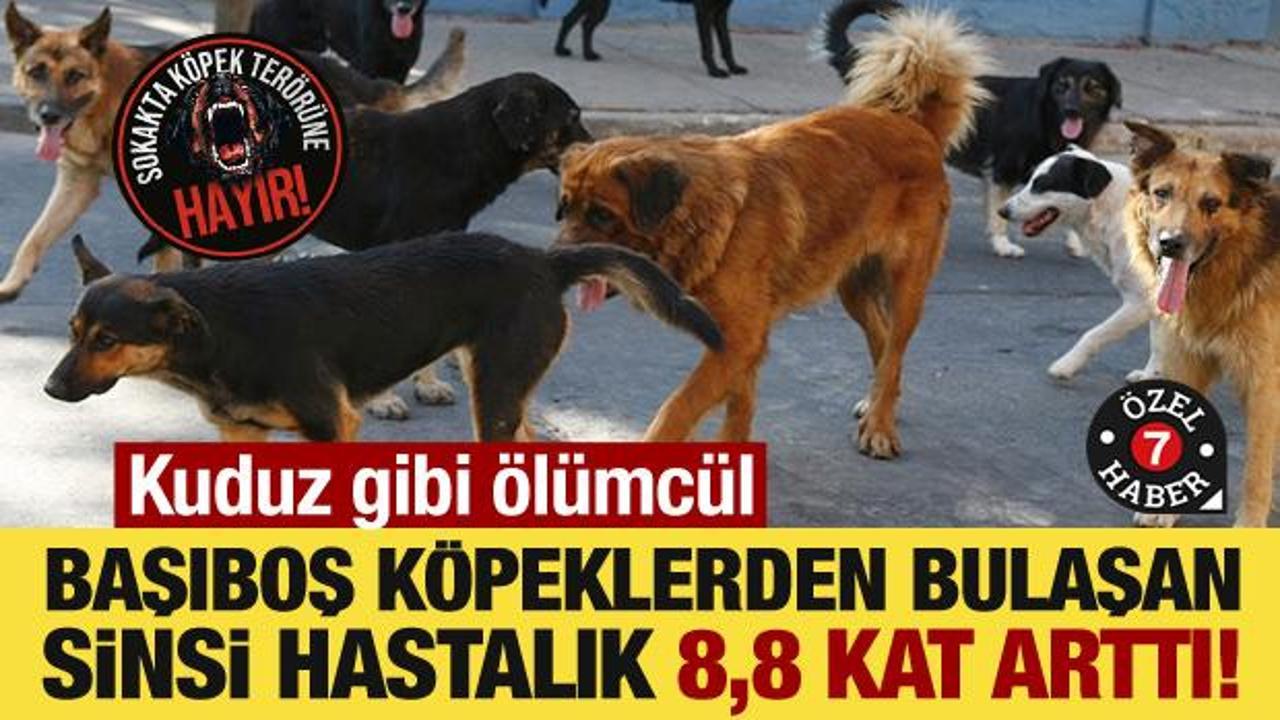 Başıboş köpeklerden bulaşan sinsi hastalık 8,8 kat arttı! Kuduz gibi ölümcül
