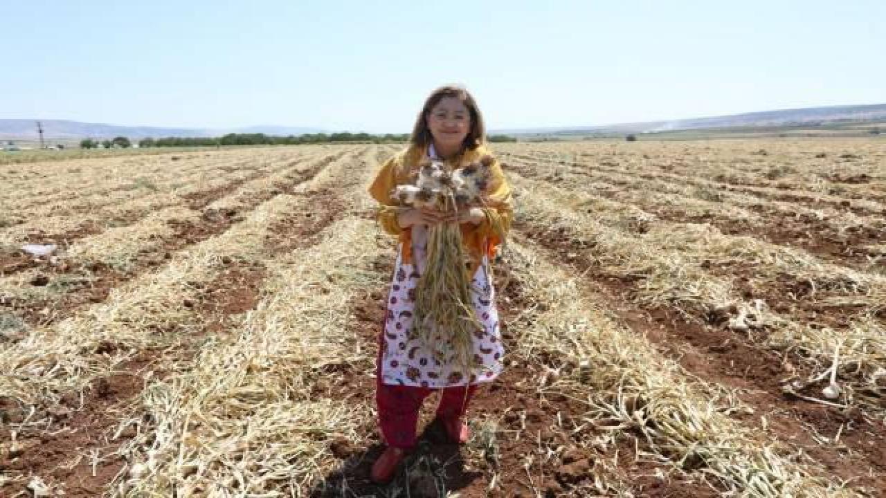 Başkan Şahin, Firik ve Sarımsak Festivali’nde çiftçilerle hasat yaptı