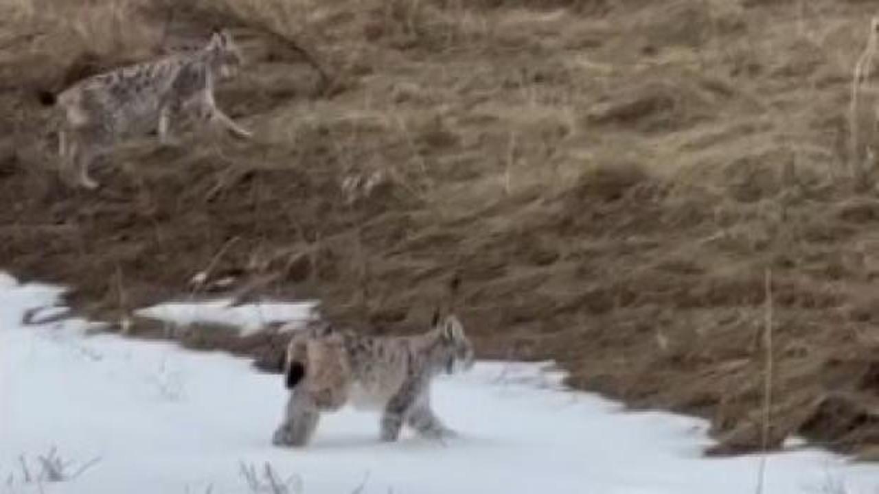 Bayburt'ta karlı arazide gezen iki vaşak görüntülendi