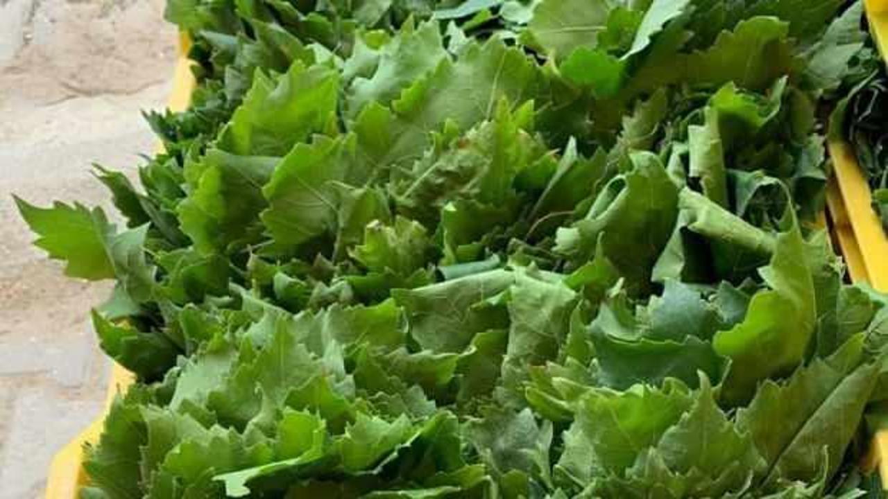 Bayram tatili sonrası yaprak mesaisi başladı