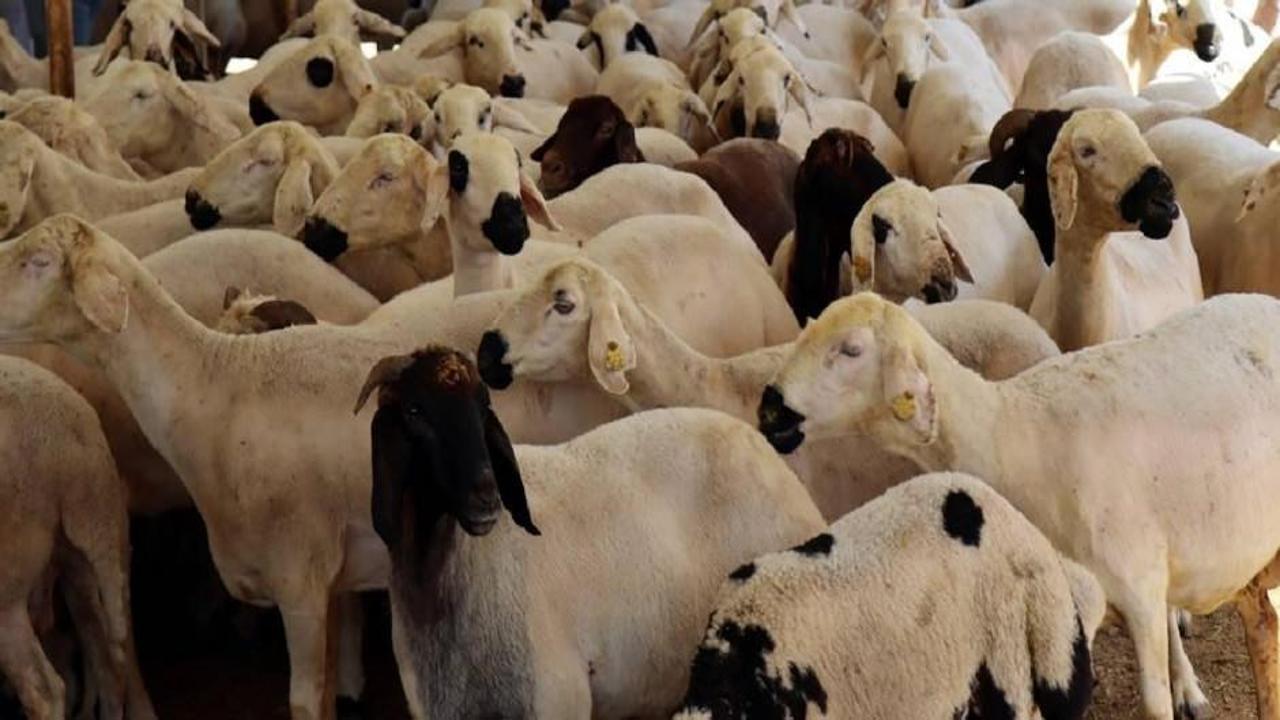 Bayramda 2,7 milyondan fazla kurbanlık satıldığı tahmin ediliyor