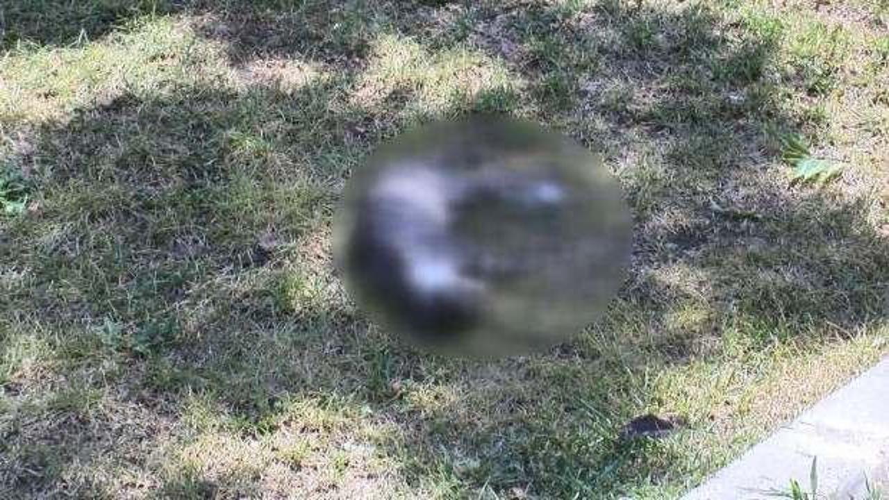 Bayrampaşa'da parkta kedilerin zehirlendiği iddia edildi